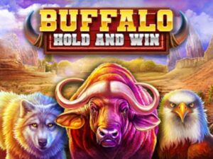 Buffalo Hold and Win